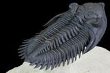 Flying Metacanthina Trilobite - Large, Exceptional Specimen #86853-4